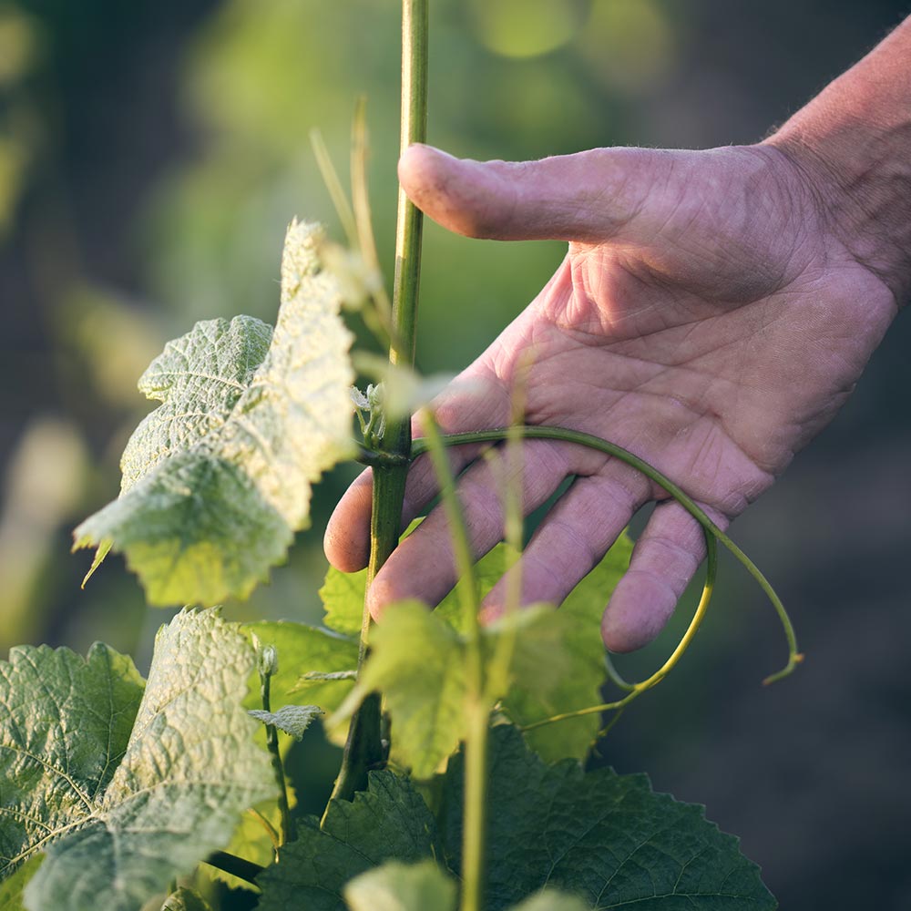 L'homme et les vignes au Domaine Mia