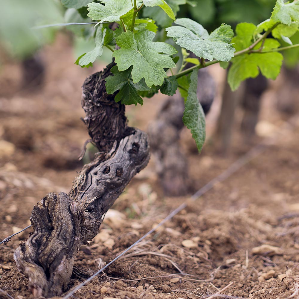 Domaine Mia, terroir de vins de Bourgogne